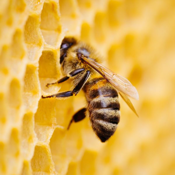 Home macro photo of working bees on honeycombs. beekeeping and honey production image